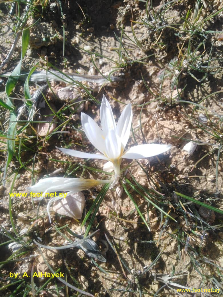 Crocus baalbekensis f. assiensis Addam & Bou-Hamdan